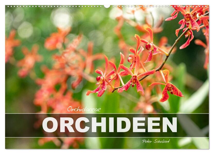Orchidaceae - Orchideen (Wandkalender 2026 DIN A2 quer) CALVENDO Monatskalender