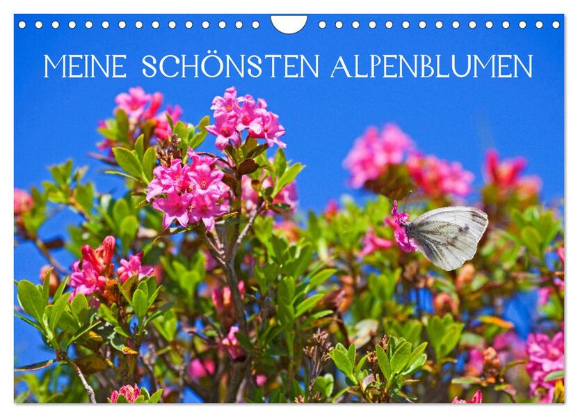 Meine schönsten Alpenblumen (Wandkalender 2026 DIN A4 quer) CALVENDO Monatskalender