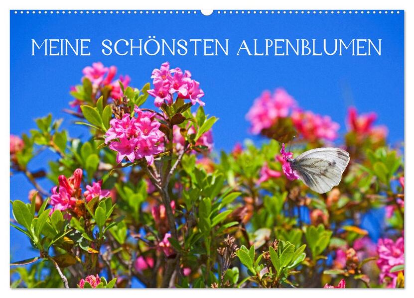 Meine schönsten Alpenblumen (Wandkalender 2026 DIN A2 quer) CALVENDO Monatskalender
