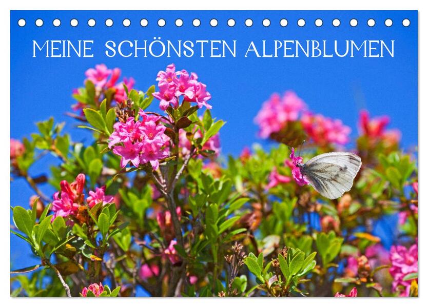 Meine schönsten Alpenblumen (Tischkalender 2026 DIN A5 quer) CALVENDO Monatskalender