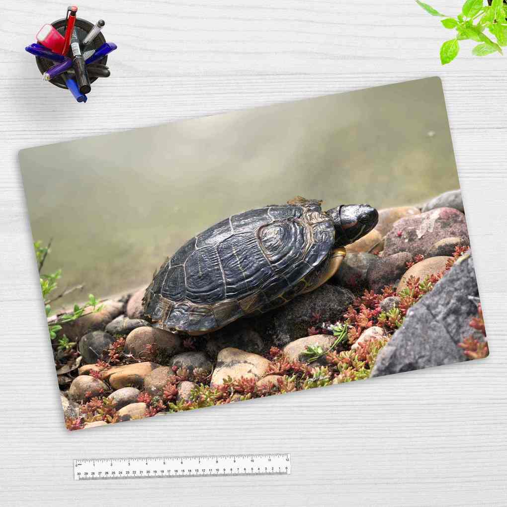 Cover-your-desk Schreibtischunterlage für Kinder und Erwachsene Schildkröte am Wasser aus hochwertigem Vinyl 60 x 40 cm
