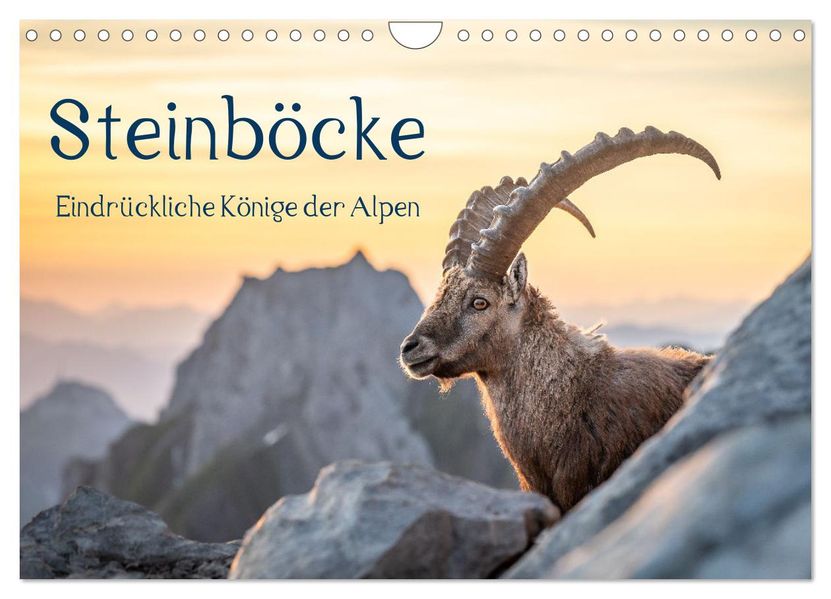 Steinböcke - Eindrückliche Könige der Alpen (Wandkalender 2026 DIN A4 quer) CALVENDO Monatskalender