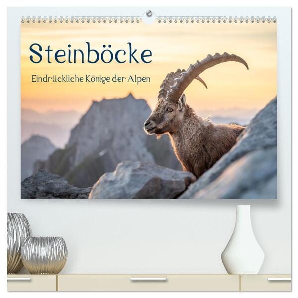 Steinböcke - Eindrückliche Könige der Alpen (hochwertiger Premium Wandkalender 2026 DIN A2 quer) Kunstdruck in Hochglanz
