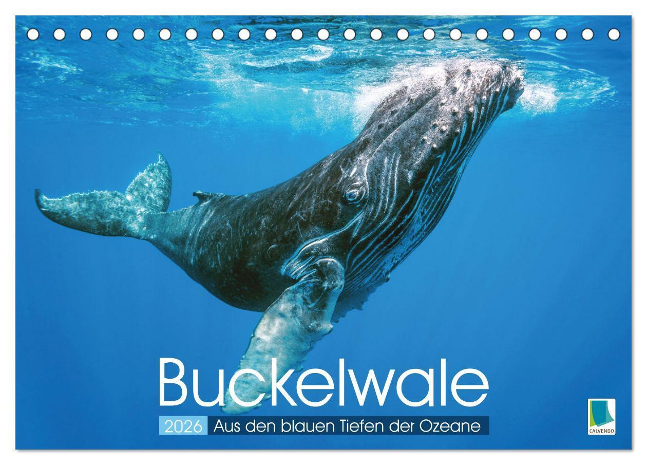 Buckelwale: Aus den blauen Tiefen der Ozeane (Tischkalender 2026 DIN A5 quer) CALVENDO Monatskalender
