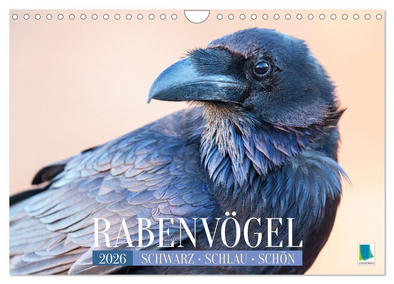 Rabenvögel: Schwarz schlau schön (Wandkalender 2026 DIN A4 quer) CALVENDO Monatskalender