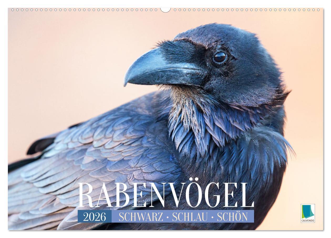 Rabenvögel: Schwarz schlau schön (Wandkalender 2026 DIN A2 quer) CALVENDO Monatskalender