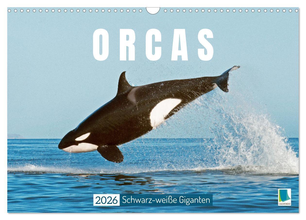 Orcas: Schwarz-weiße Giganten (Wandkalender 2026 DIN A3 quer) CALVENDO Monatskalender