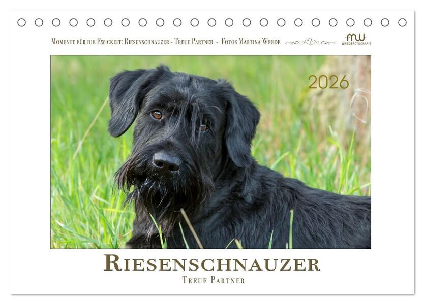 Riesenschnauzer - Treue Partner (Tischkalender 2026 DIN A5 quer) CALVENDO Monatskalender