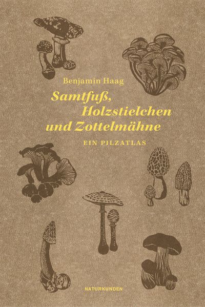 Samtfuß Holzstielchen und Zottelmähne