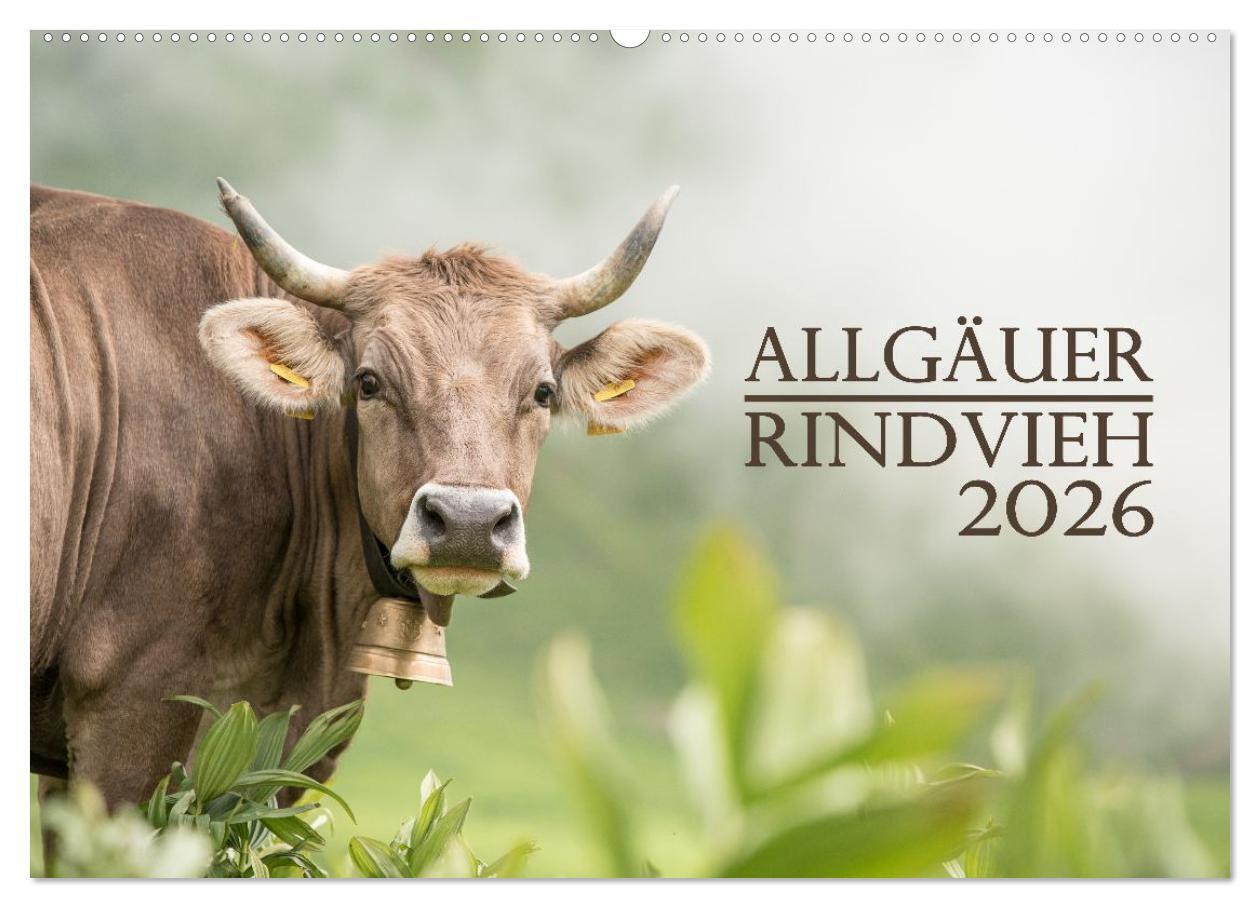 Allgäuer Rindvieh 2026 (Wandkalender 2026 DIN A2 quer) CALVENDO Monatskalender