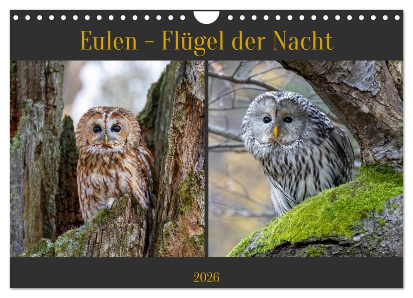 Eulen - Flügel der Nacht (Wandkalender 2026 DIN A4 quer) CALVENDO Monatskalender