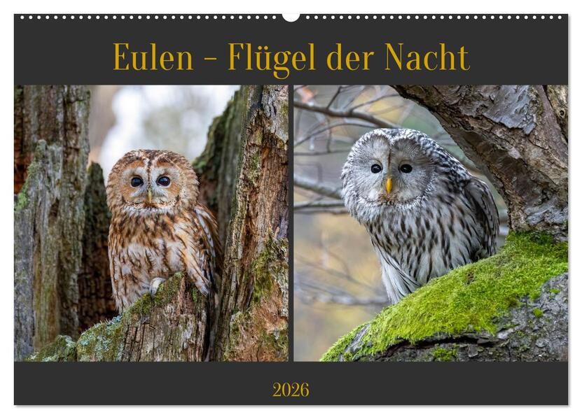 Eulen - Flügel der Nacht (Wandkalender 2026 DIN A2 quer) CALVENDO Monatskalender