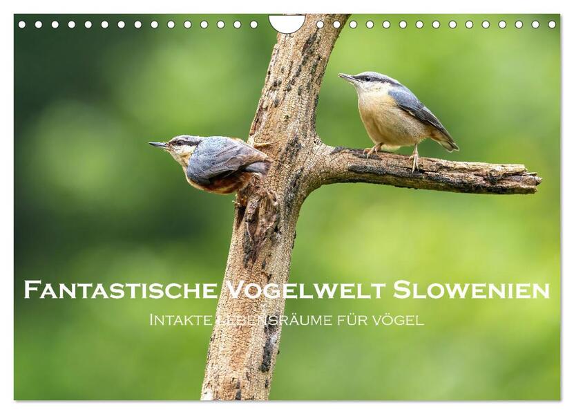 Fantastische Vogelwelt Slowenien (Wandkalender 2026 DIN A4 quer) CALVENDO Monatskalender