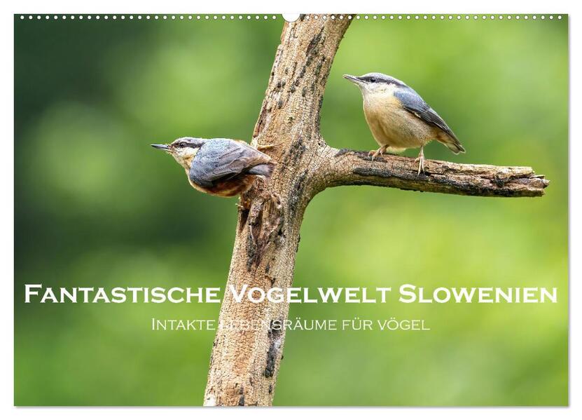 Fantastische Vogelwelt Slowenien (Wandkalender 2026 DIN A2 quer) CALVENDO Monatskalender