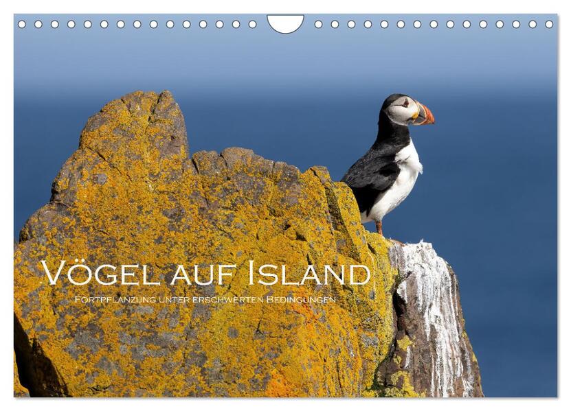 Vögel auf Island (Wandkalender 2026 DIN A4 quer) CALVENDO Monatskalender