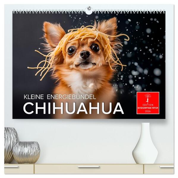 Chihuahua - kleine Energiebündel (hochwertiger Premium Wandkalender 2026 DIN A2 quer) Kunstdruck in Hochglanz