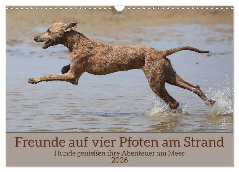 Freunde auf vier Pfoten am Strand (Wandkalender 2026 DIN A3 quer) CALVENDO Monatskalender