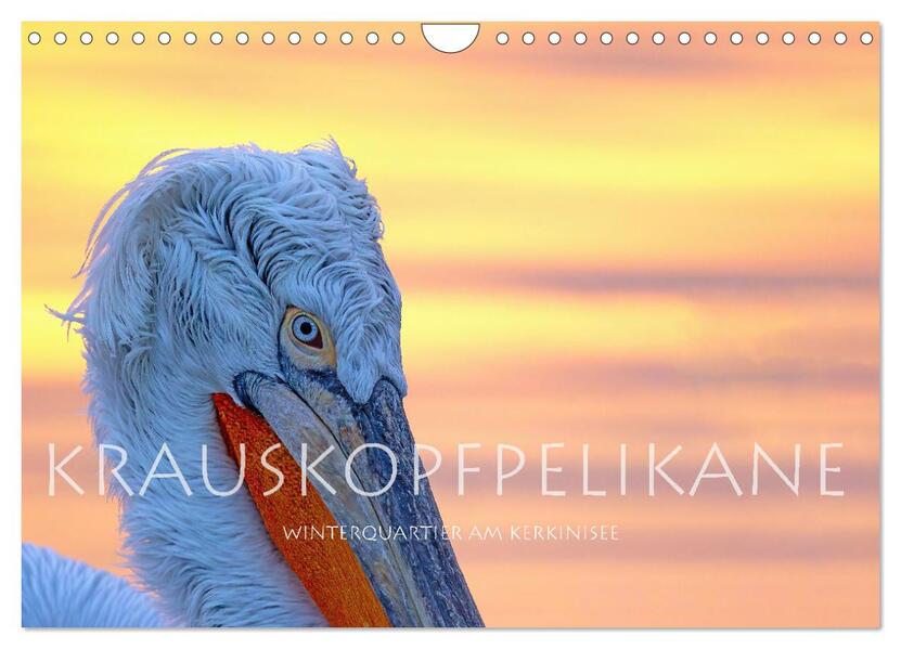 Krauskopfpelikane (Wandkalender 2026 DIN A4 quer) CALVENDO Monatskalender