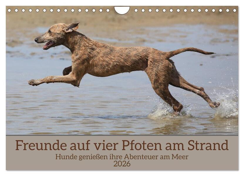 Freunde auf vier Pfoten am Strand (Wandkalender 2026 DIN A4 quer) CALVENDO Monatskalender