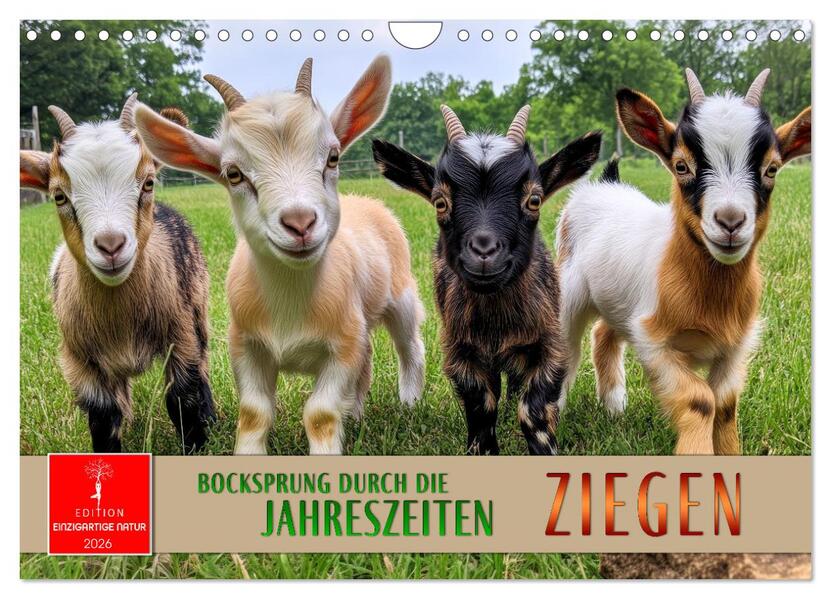 Ziegen - Bocksprung durch das Jahr (Wandkalender 2026 DIN A4 quer) CALVENDO Monatskalender