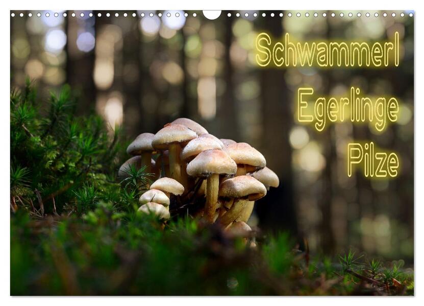 Schwammerl Egerlinge Pilze (Wandkalender 2026 DIN A3 quer) CALVENDO Monatskalender