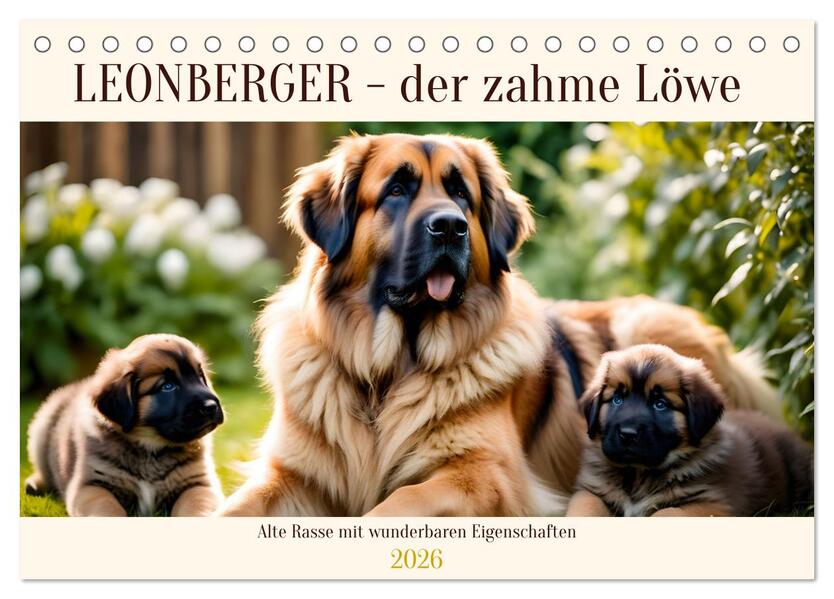Leonberger - der zahme Löwe (Tischkalender 2026 DIN A5 quer) CALVENDO Monatskalender