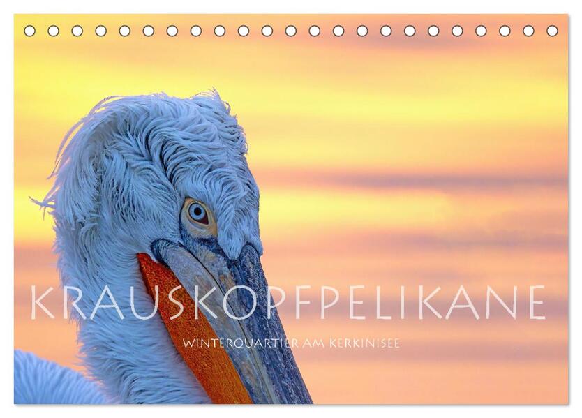Krauskopfpelikane (Tischkalender 2026 DIN A5 quer) CALVENDO Monatskalender