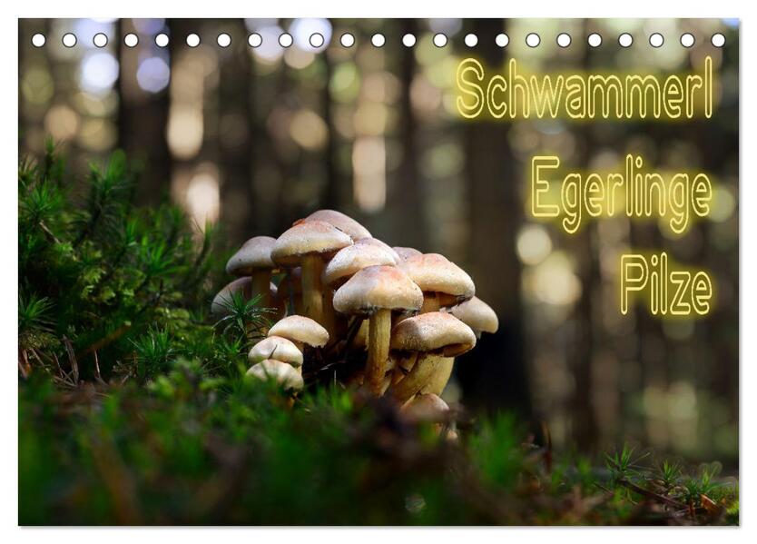 Schwammerl Egerlinge Pilze (Tischkalender 2026 DIN A5 quer) CALVENDO Monatskalender