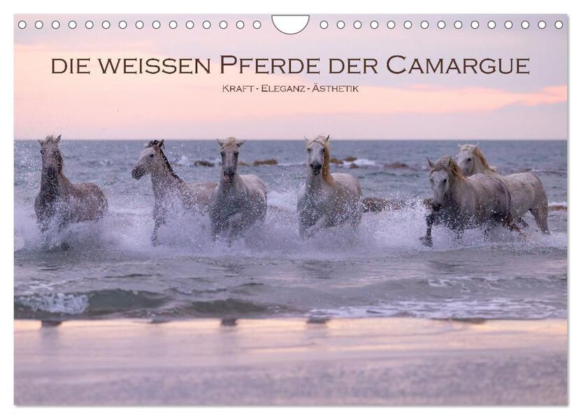 Die weißen Pferde der Camargue (Wandkalender 2026 DIN A4 quer) CALVENDO Monatskalender