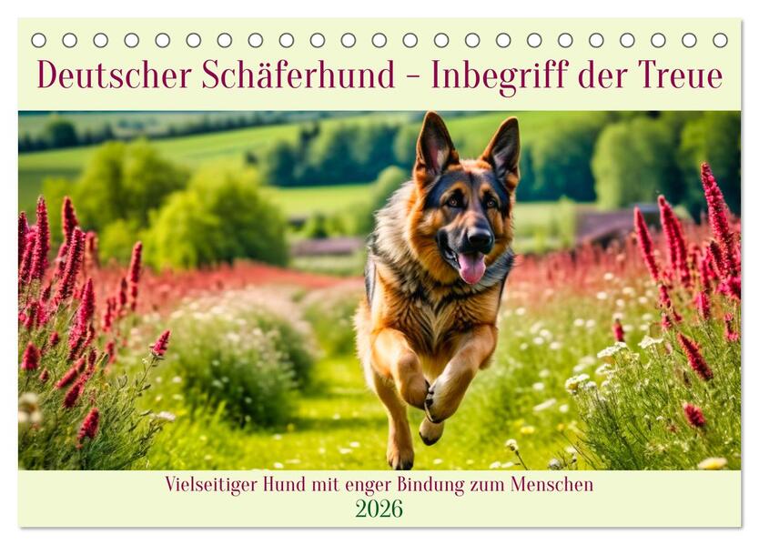 Deutscher Schäferhund - Inbegriff der Treue (Tischkalender 2026 DIN A5 quer) CALVENDO Monatskalender