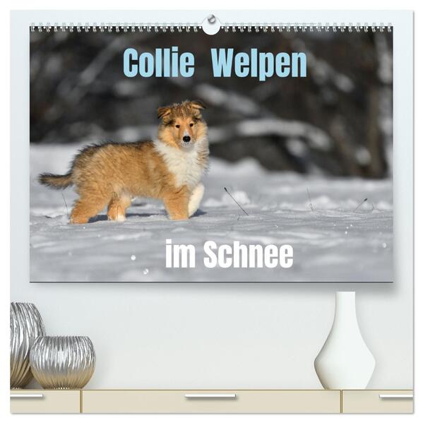 Collie Welpen im Schnee (hochwertiger Premium Wandkalender 2026 DIN A2 quer) Kunstdruck in Hochglanz
