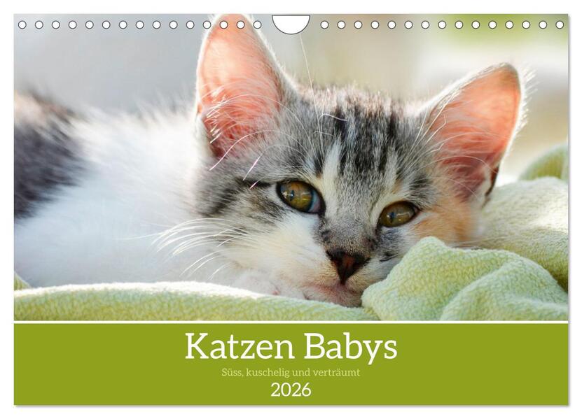 Katzenbabys (Wandkalender 2026 DIN A4 quer) CALVENDO Monatskalender