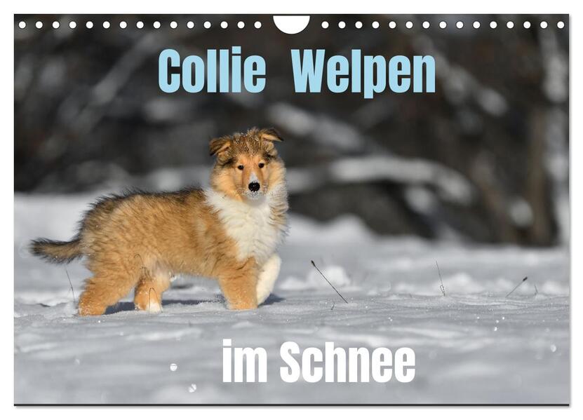Collie Welpen im Schnee (Wandkalender 2026 DIN A4 quer) CALVENDO Monatskalender
