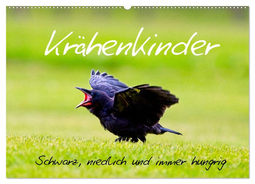 Krähenkinder - Schwarz niedlich und immer hungrig (Wandkalender 2026 DIN A2 quer) CALVENDO Monatskalender