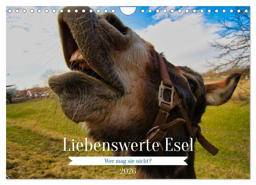 Liebenswerte Esel (Wandkalender 2026 DIN A4 quer) CALVENDO Monatskalender