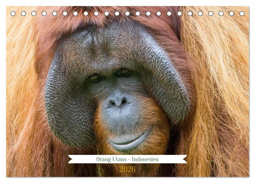 Orang Utans - Indonesien (Tischkalender 2026 DIN A5 quer) CALVENDO Monatskalender