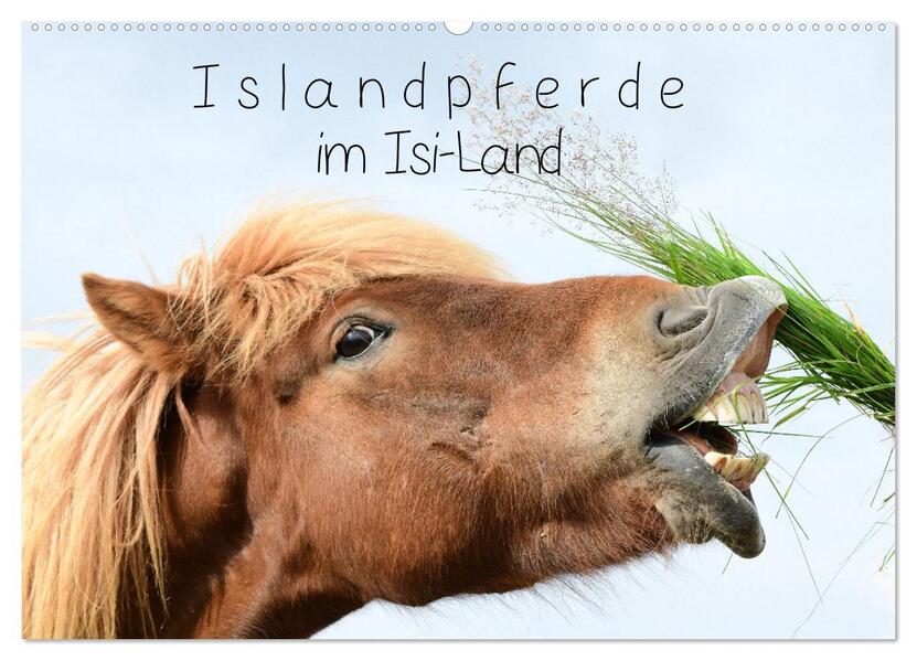 Islandpferde im Isi-Land (Wandkalender 2026 DIN A2 quer) CALVENDO Monatskalender
