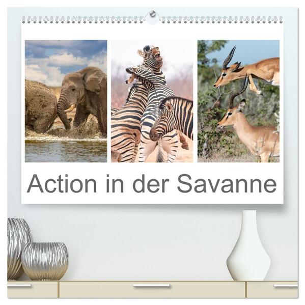 Action in der Savanne (hochwertiger Premium Wandkalender 2026 DIN A2 quer) Kunstdruck in Hochglanz