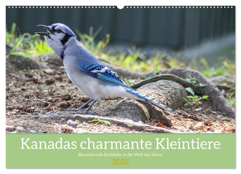 Kanadas charmante Kleintiere - Bezaubernde Einblicke in die Natur (Wandkalender 2026 DIN A2 quer) CALVENDO Monatskalender