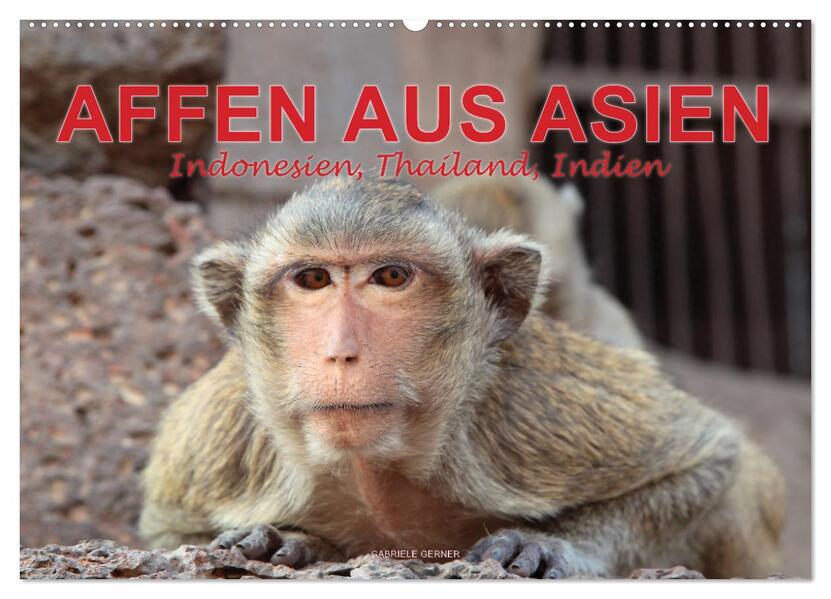 AFFEN AUS ASIEN Indonesien Thailand Indien (Wandkalender 2026 DIN A2 quer) CALVENDO Monatskalender