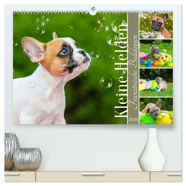 Kleine Helden - Französische Bulldoggen (hochwertiger Premium Wandkalender 2026 DIN A2 quer) Kunstdruck in Hochglanz
