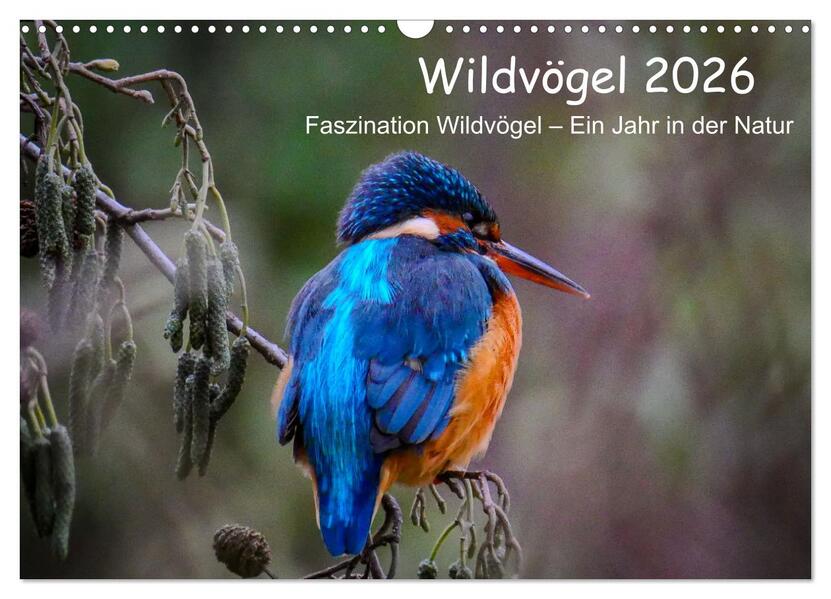 Wildvögel 2026 (Wandkalender 2026 DIN A3 quer) CALVENDO Monatskalender