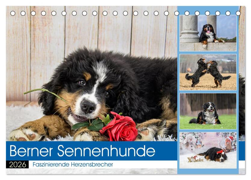 Berner Sennenhunde - Faszinierende Herzensbrecher (Tischkalender 2026 DIN A5 quer) CALVENDO Monatskalender