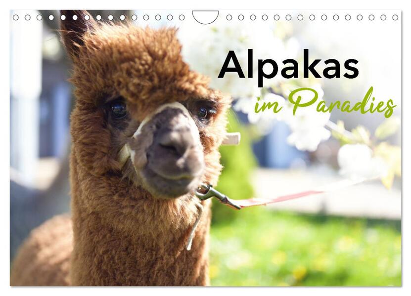 Alpakas im Paradies (Wandkalender 2026 DIN A4 quer) CALVENDO Monatskalender