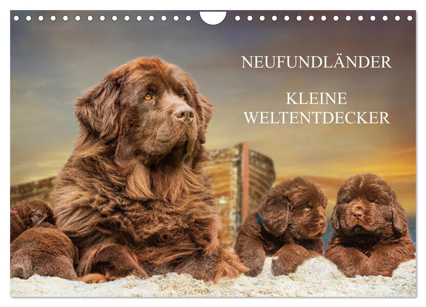 Neufundländer - Kleine Weltentdecker (Wandkalender 2026 DIN A4 quer) CALVENDO Monatskalender