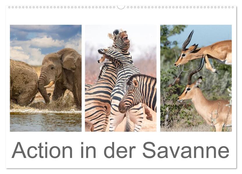 Action in der Savanne (Wandkalender 2026 DIN A2 quer) CALVENDO Monatskalender