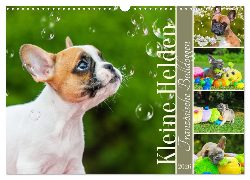 Kleine Helden - Französische Bulldoggen (Wandkalender 2026 DIN A3 quer) CALVENDO Monatskalender