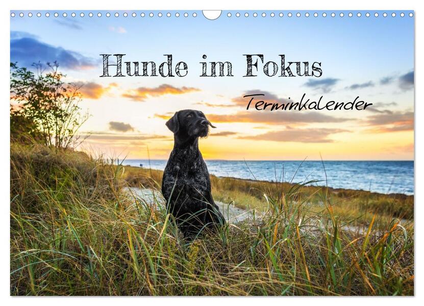 Hunde im Fokus (Wandkalender 2026 DIN A3 quer) CALVENDO Monatskalender