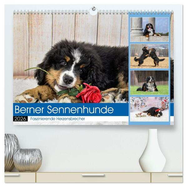 Berner Sennenhunde - Faszinierende Herzensbrecher (hochwertiger Premium Wandkalender 2026 DIN A2 quer) Kunstdruck in Hochglanz