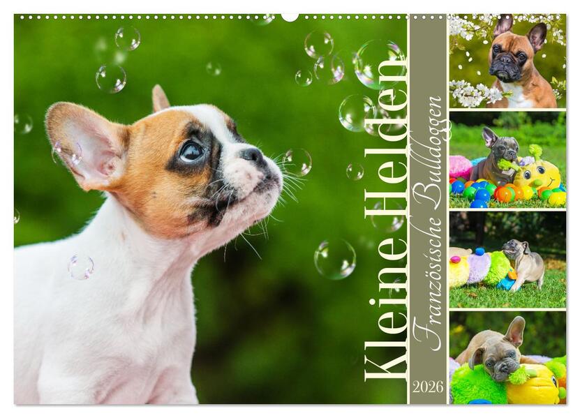 Kleine Helden - Französische Bulldoggen (Wandkalender 2026 DIN A2 quer) CALVENDO Monatskalender
